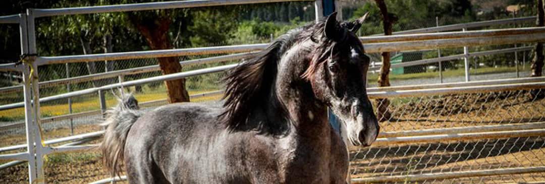 Horses