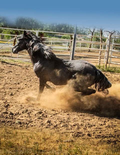 Raul_Ramirez_Winery_Andalusian_Horse_Archie_image