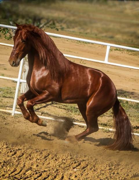 Raul_Ramirez_Winery_Andalusian_Horse_Jerez_image