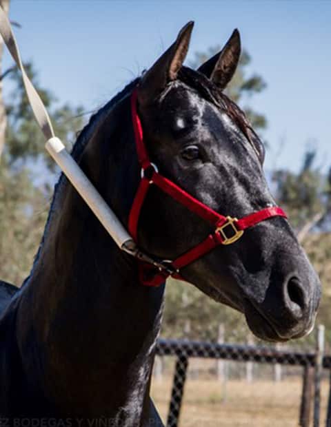 Raul_Ramirez_Winery_Andalusian_Horse_Navo_image