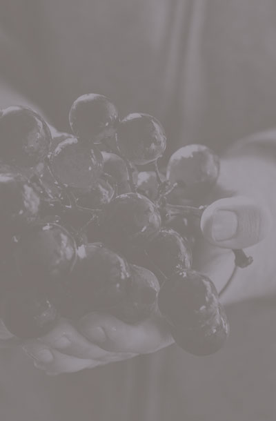 winery-59