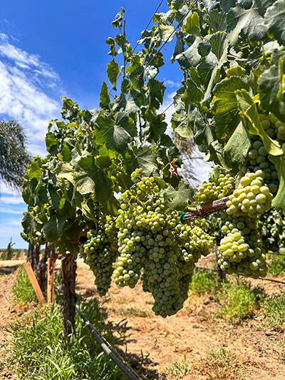 Photo of grapes on the vine.